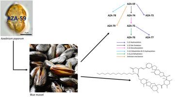 Azaspiracid-59 accumulation and transformation in mussels (Mytilus edulis) after feeding with Azadinium poporum (Dinophyceae)