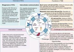 The roles of extracellular vesicles in gliomas: Challenge or opportunity?