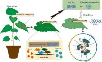 HcCYP6AE178 plays a crucial role in facilitating Hyphantria cunea's adaptation to a diverse range of host plants