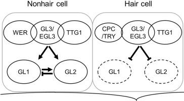 Negative feedback regulation of GLABRA1 contributes to epidermal cell patterning in the Arabidopsis root