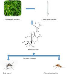 Structural elucidation of andrographolide from Andrographis paniculata and its ovicidal, larvicidal and pupicidal activities against Aedes aegypti and Culex quinquefasciatus (Diptera: Culicidae)