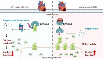 ITFG2 as a NEDD4-2 inhibitor: Preserving calcium homeostasis to prevent myocardial ischemic injury