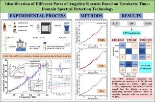 Application of terahertz time-domain spectroscopy and chemometrics-based crested porcupine algorithm in identification of different medicinal parts of Angelica sinensis