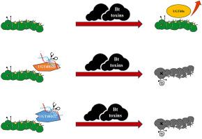 Knockout of two uridine diphosphate-glycosyltransferase genes increases the susceptibility of Spodoptera litura to Bacillus thuringiensis toxins