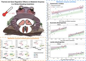 Combined effects of thermal environment and gene regulation on metabolic enzyme activities of major metabolic tissues in a winter-breeding amphibian