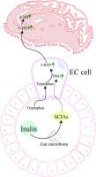 Prebiotic inulin alleviates anxiety and depression-like behavior in alcohol withdrawal mice by modulating the gut microbiota and 5-HT metabolism