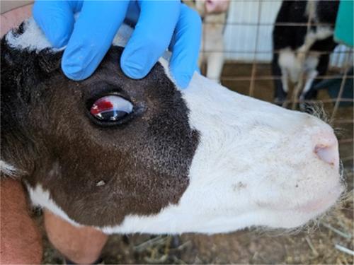 Bleeding disorder in a Holstein calf comparable to bovine neonatal pancytopenia