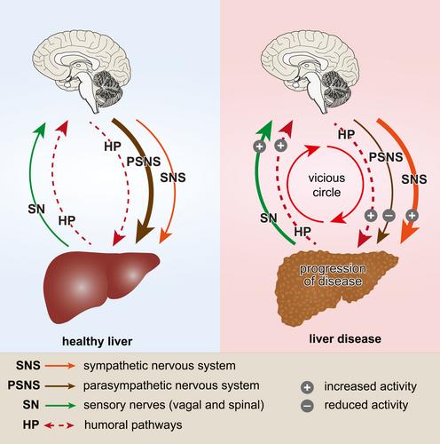 The role of the nervous system in liver diseases