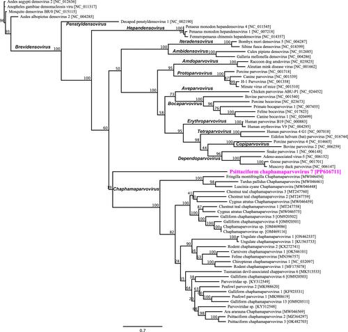 Evidence of a highly divergent novel parvovirus in Australia's critically endangered western ground parrot/kyloring (Pezoporus flaviventris)