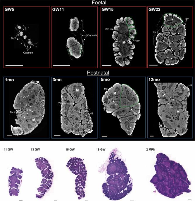 Advanced three-dimensional X-ray imaging unravels structural development of the human thymus compartments