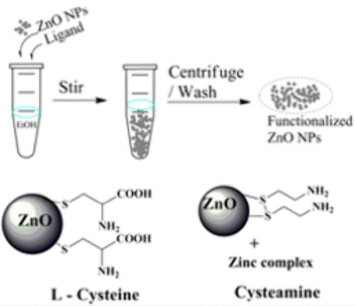 Adsorption of l-Cysteine and Cysteamine on Zinc Oxide Nanoparticles