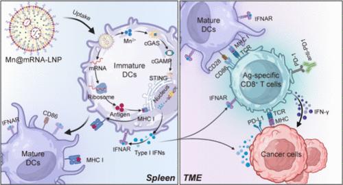 Spleen-Targeted mRNA Vaccine Doped with Manganese Adjuvant for Robust Anticancer Immunity In Vivo