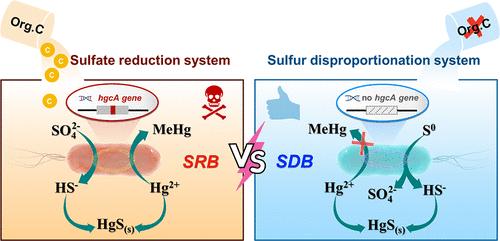 Mercury Immobilization without Methylation in Sulfidogenic Systems Dominated by Sulfur Disproportionating Bacteria