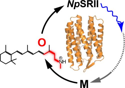 Retinal Chromophore Configuration in the O Intermediate of Sensory Rhodopsin II from Natronomonas pharaonis