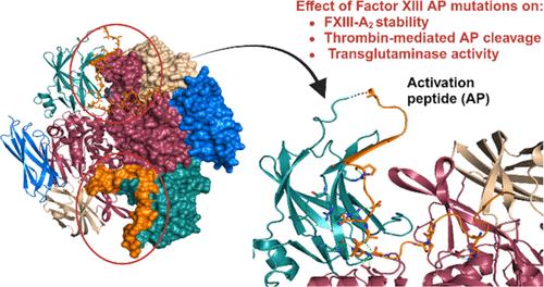 Factor XIII Activation Peptide Residues Play Important Roles in Stability, Activation, and Transglutaminase Activity