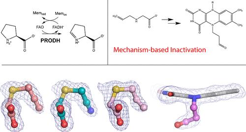 Noncovalent Inhibition and Covalent Inactivation of Proline Dehydrogenase by Analogs of N-Propargylglycine