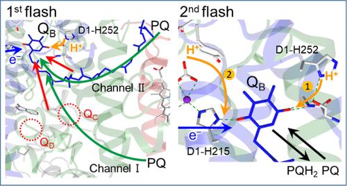 Reaction Mechanism of the Terminal Plastoquinone QB in Photosystem II as Revealed by Time-Resolved Infrared Spectroscopy