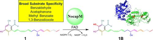 Characterization of the Flavin-Dependent Monooxygenase Involved in the Biosynthesis of the Nocardiosis-Associated Polyketide†