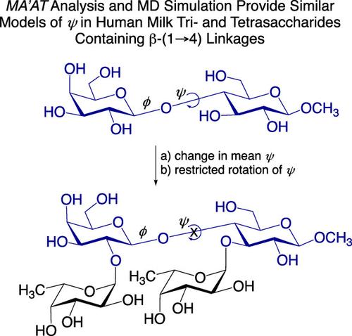 Context Effects on Human Milk Oligosaccharide Linkage Conformation and Dynamics Revealed by MA’AT Analysis