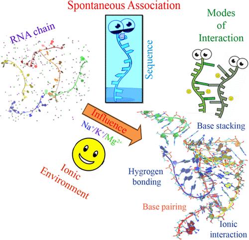 Atomistic Insights into Sequence-Mediated Spontaneous Association of Short RNA Chains