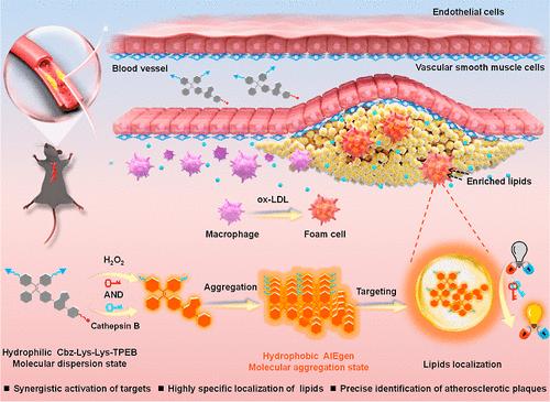 Synergistically Activated Aggregation-Induced Emission Probe for Precise In Situ Staining of Lipids in Atherosclerotic Plaques