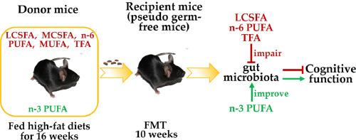 Altered intestinal microbiota induced by high-fat diets affect cognition differently in mice