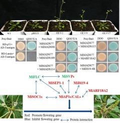 Genome-wide analysis of the MADS-box gene family in mango and ectopic expression of MiMADS77 in Arabidopsis results in early flowering