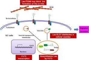 FUT3 promotes gastric cancer cell migration by synthesizing Lea on ITGA6 and GLG1, affecting adhesion and vesicle distribution