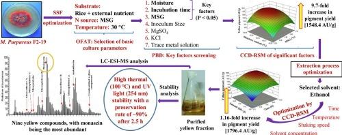 Improved yield of UV and heat-stable Monascus yellow pigment by statistical optimization of solid-state fermentation conditions and extraction process