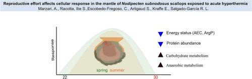 Reproductive effort affects cellular response in the mantle of Nodipecten subnodosus scallops exposed to acute hyperthermia