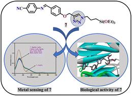 Enlightening the sensing behaviour of click-derived 1,2,3-triazole for the selective detection of zirconium(iv) and its potential ability against Kelch-Neh2 via an in silico approach†