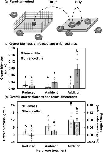 Unraveling the multiple facilitative effects of consumers on marine primary producers