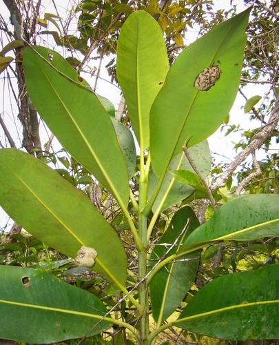 Rainfall during multiyear La Niñas caused the decline of social wasps in Northeastern Amazonia