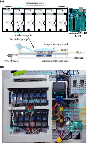 Mechanical Microvibration Device Enhancing Immunohistochemistry Efficiency