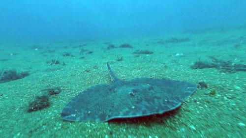 Sound production in wild Mediterranean blonde ray Raja brachyura