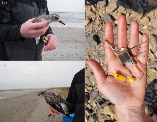 Migrating shorebird killed by raptor at 3000 m above ground as revealed by high-resolution tracking