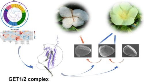 Membrane Interactions of GET1 and GET2 Facilitate Fiber Cell Initiation through the Guided Entry of the TA Protein Pathway in Cotton