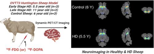 Imaging Glucose Metabolism and Dopaminergic Dysfunction in Sheep (Ovis aries) Brain Using Positron Emission Tomography Imaging Reveals Abnormalities in OVT73 Huntington’s Disease Sheep