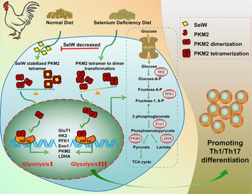 Probing Selenium-Deficient Chicken Spleen Th1/Th17 Differentiation Based on Selenoprotein W Targeting of PKM2/HIF1α