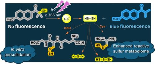 Phototriggered Hydrogen Persulfide Donors via Hydrosulfide Radical Formation Enhancing the Reactive Sulfur Metabolome in Cells