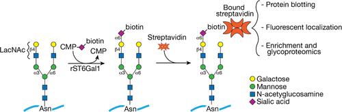 Unique Glycans in Synaptic Glycoproteins in Mouse Brain