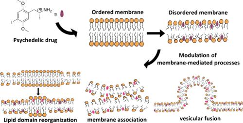 Effects of a Serotonergic Psychedelic on the Lipid Bilayer