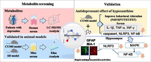 Hypoxanthine Produces Rapid Antidepressant Effects by Suppressing Inflammation in Serum and Hippocampus