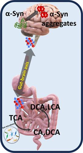 Bile Acids as Modulators of α-Synuclein Aggregation: Implications for Parkinson’s Therapy