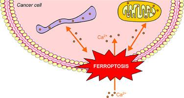 Calcium signals as regulators of ferroptosis in cancer