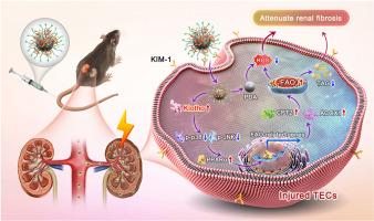 Nanoparticle-mediated Klotho gene therapy prevents acute kidney injury to chronic kidney disease transition through regulating PPARα signaling in renal tubular epithelial cells