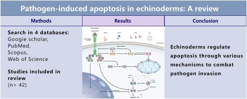 Pathogen-induced apoptosis in echinoderms: A review