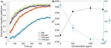 Enhanced chemotaxis efficiency of Escherichia coli in viscoelastic solutions†