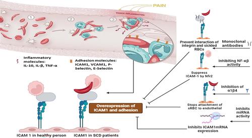 Targeting ICAM1 to Ameliorate Vaso-Occlusion and Inflammation in Sickle Cell Disease