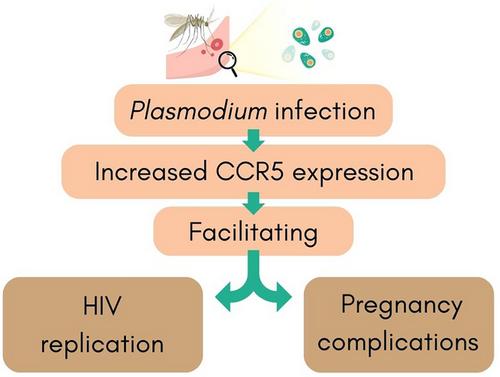 Role of C–C chemokine receptor type 5 in pathogenesis of malaria and its severe forms